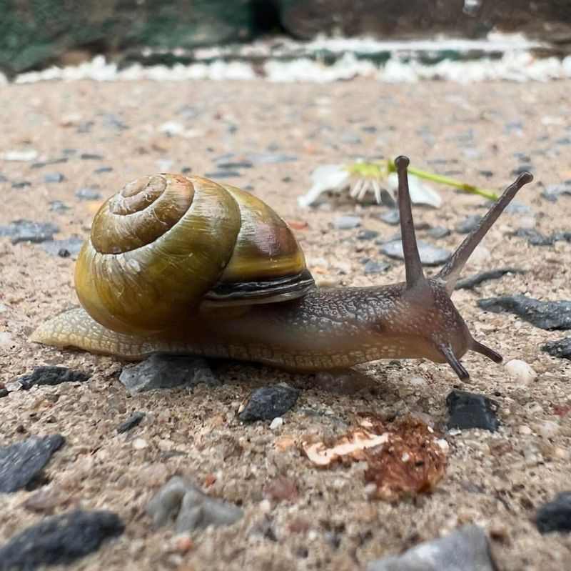 Snail's Economic Impact