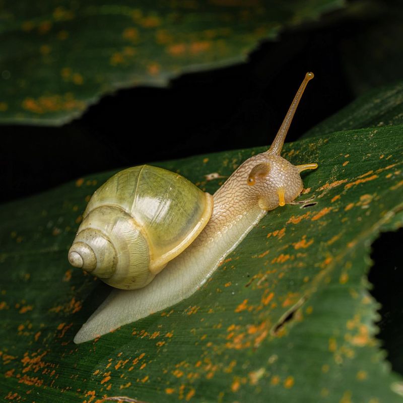 Snail's Influence on Art and Literature