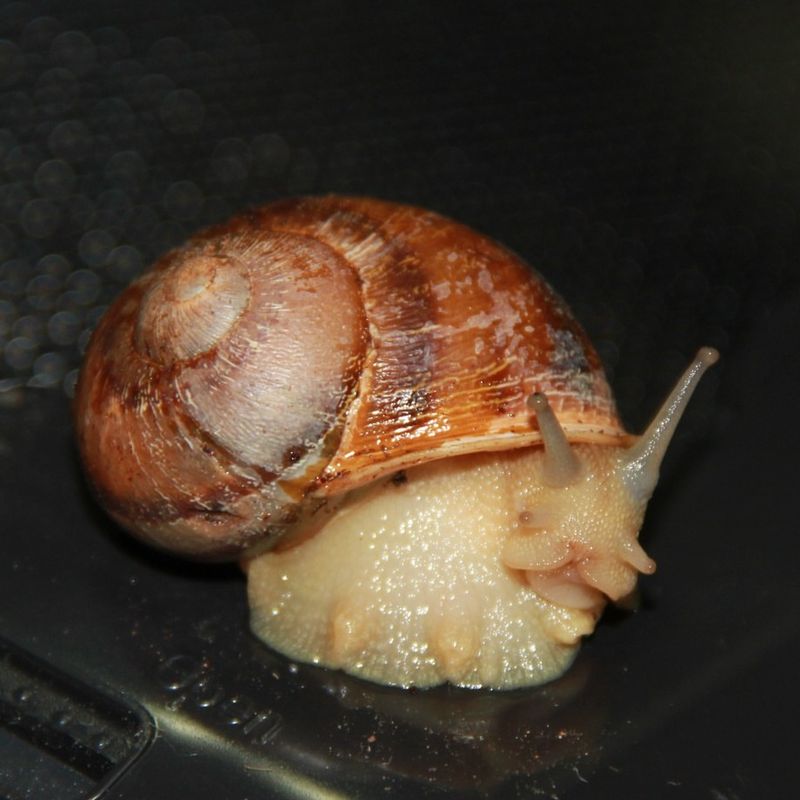 Snail