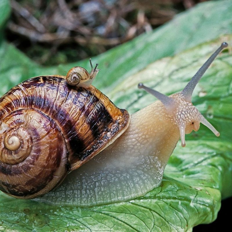 Snail Conservation Efforts