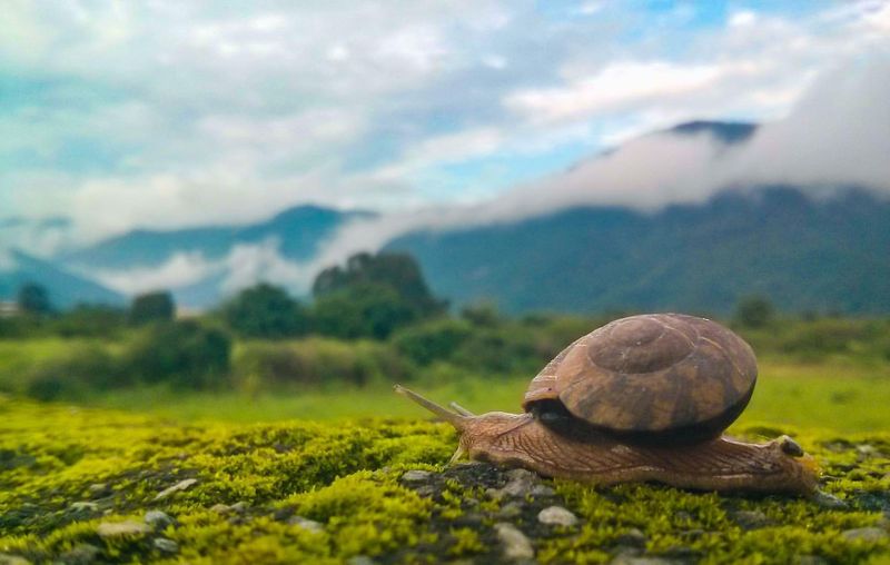 Snail Habitat Diversity