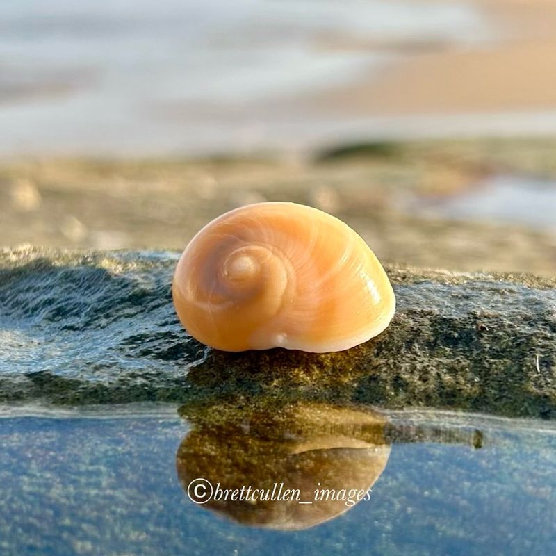 Snail Shell Regeneration