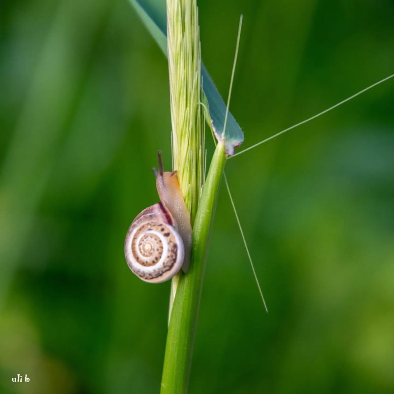 Snail Travel and Dispersion