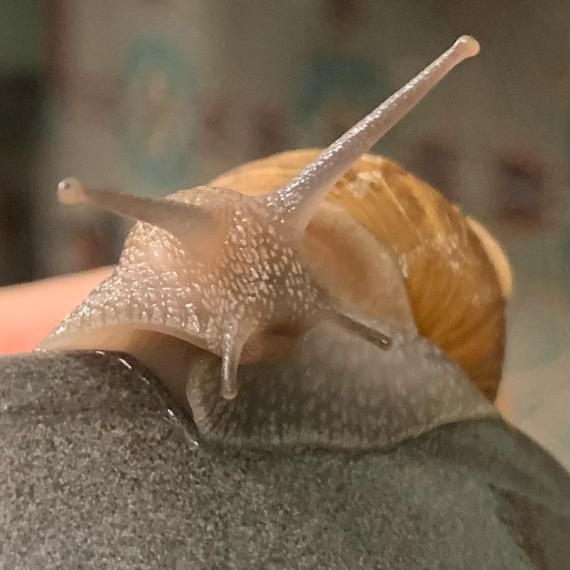 Snail Vision and Senses