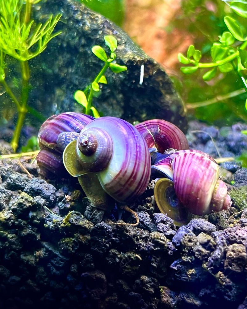 Snails