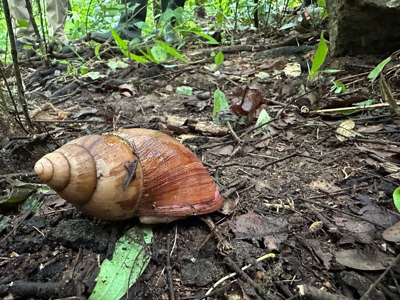 Snails in Culture and Symbolism