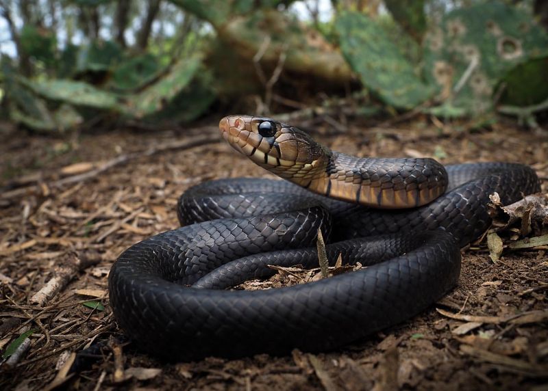 Snake-Related Superstitions