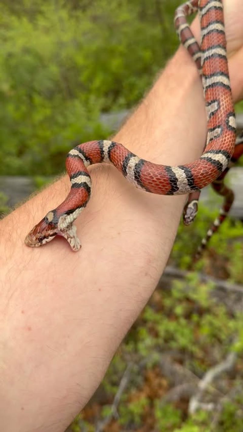 Snakebite First Aid