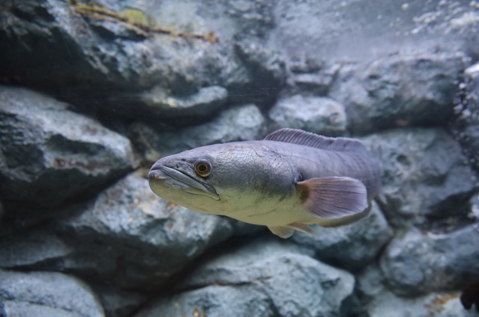 snakehead fish