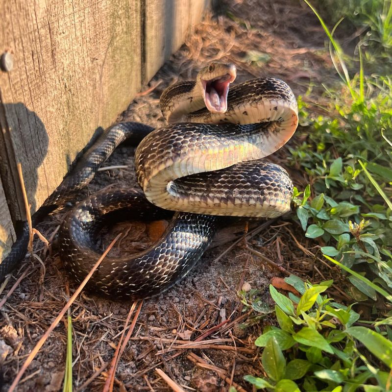 Snakes as Pest Control