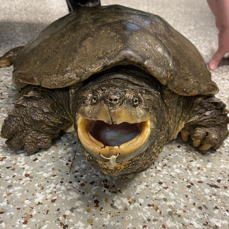 Snapping Turtle