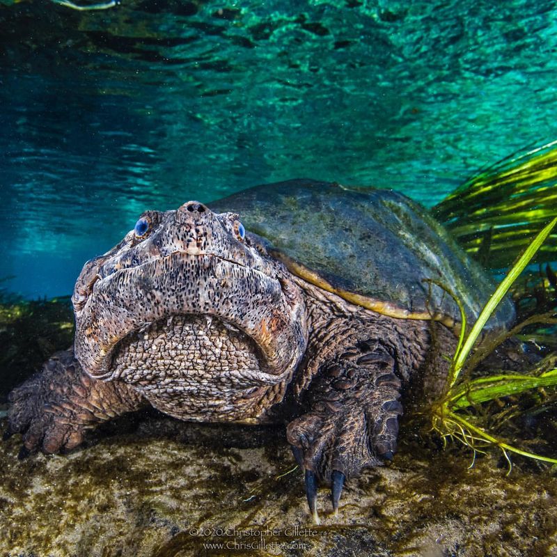 Snapping Turtle