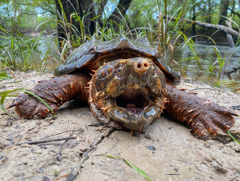 Snapping Turtles