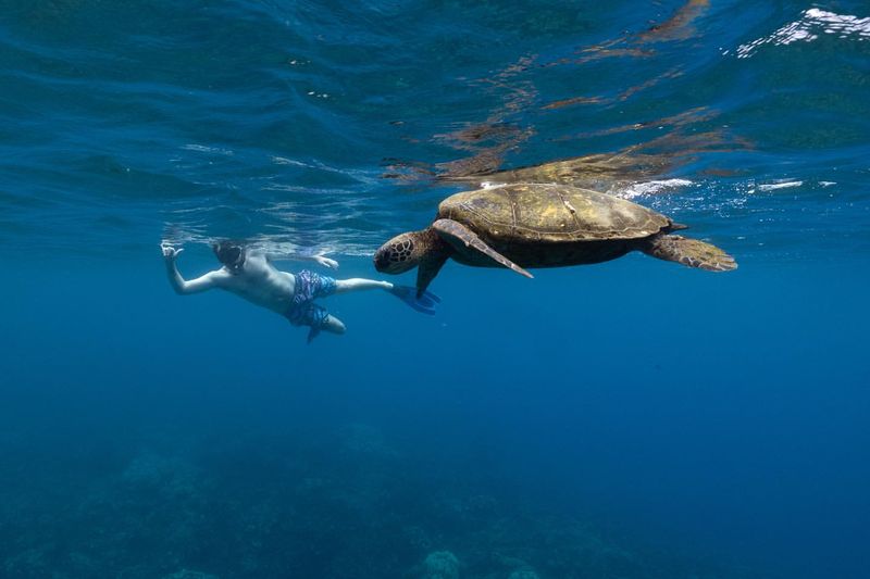 Snorkeling with Sea Turtles in Hawaii