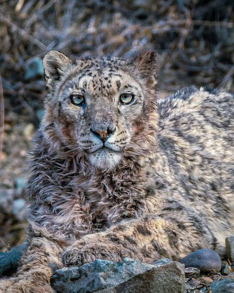 Snow Leopard