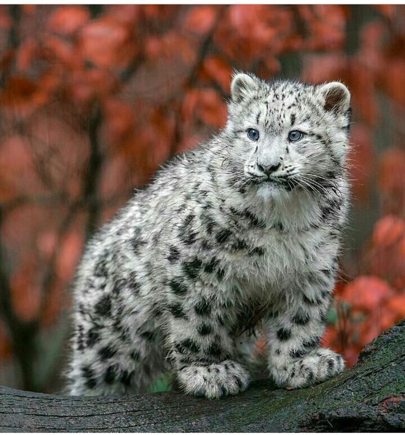 Snow Leopard