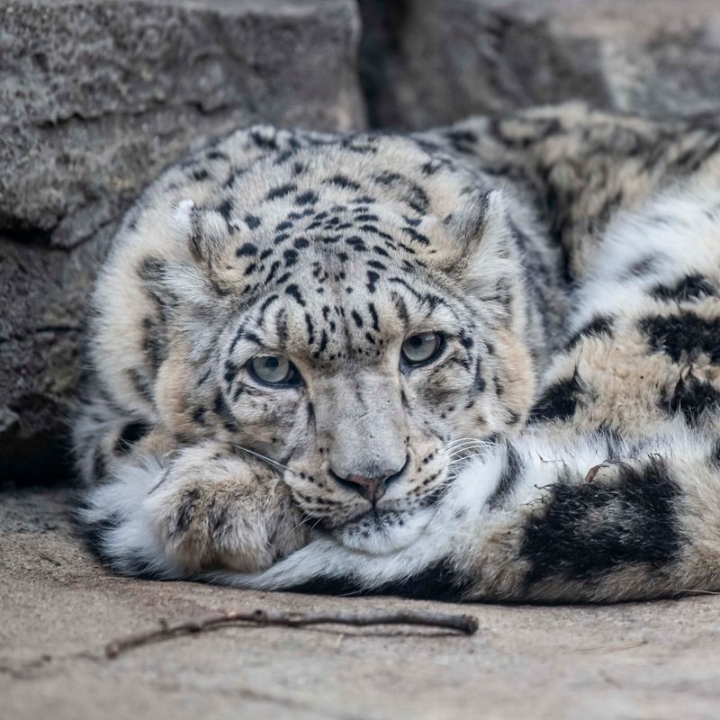 Snow Leopard