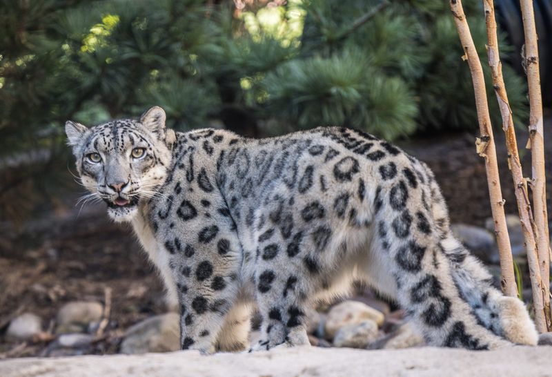 Snow Leopard