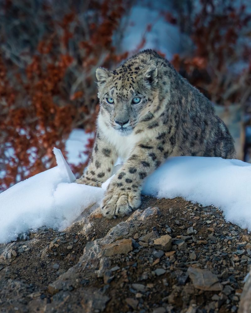 Snow Leopard