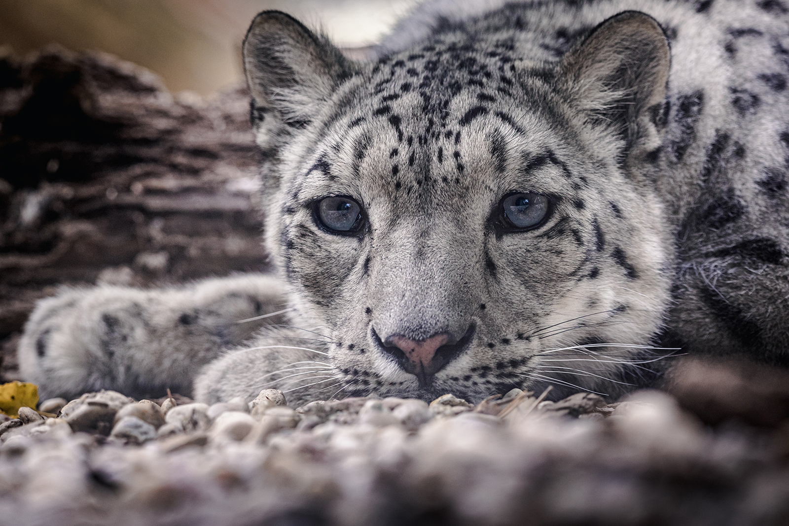 Snow Leopard