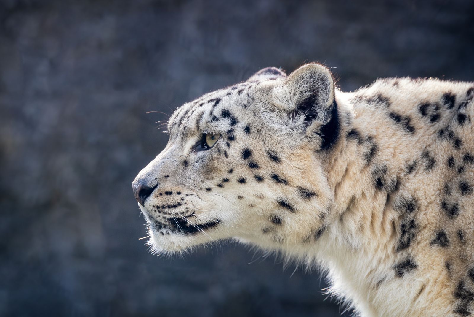 Snow Leopard