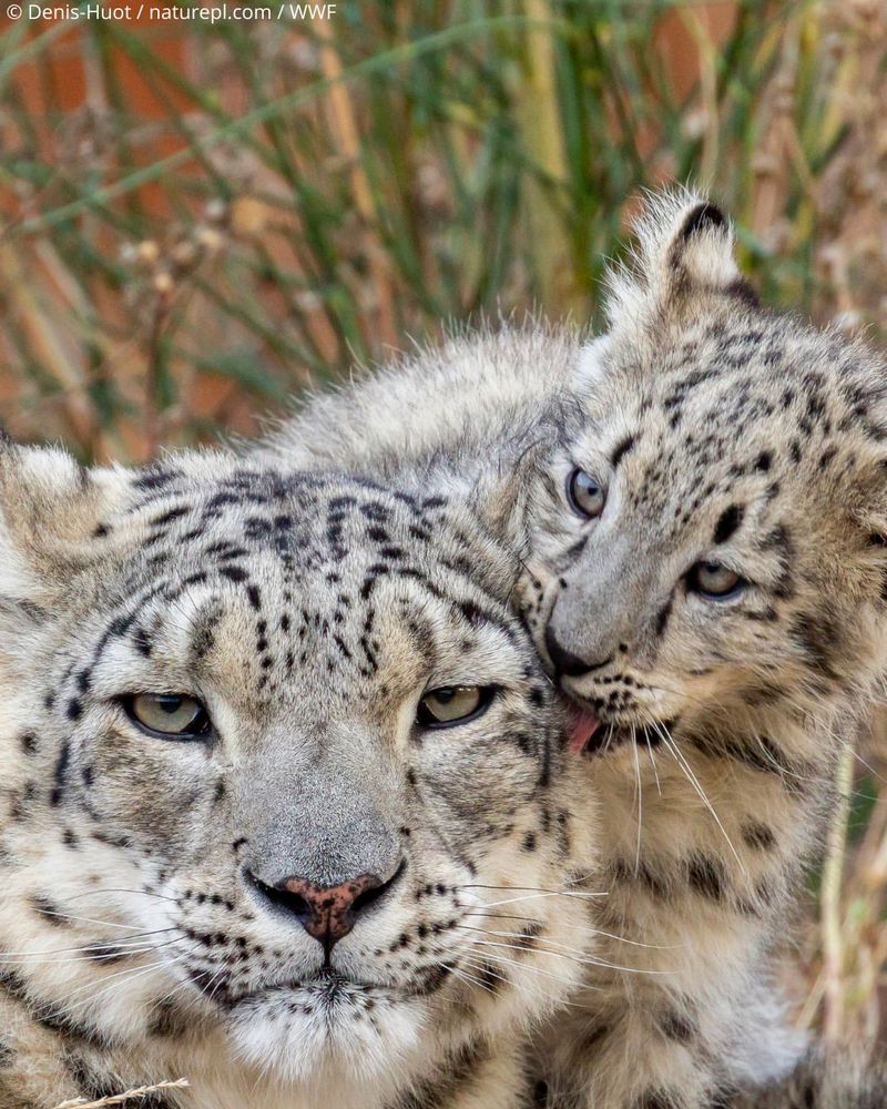 Snow Leopard