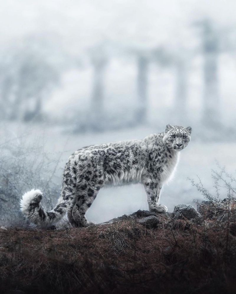 Snow Leopard