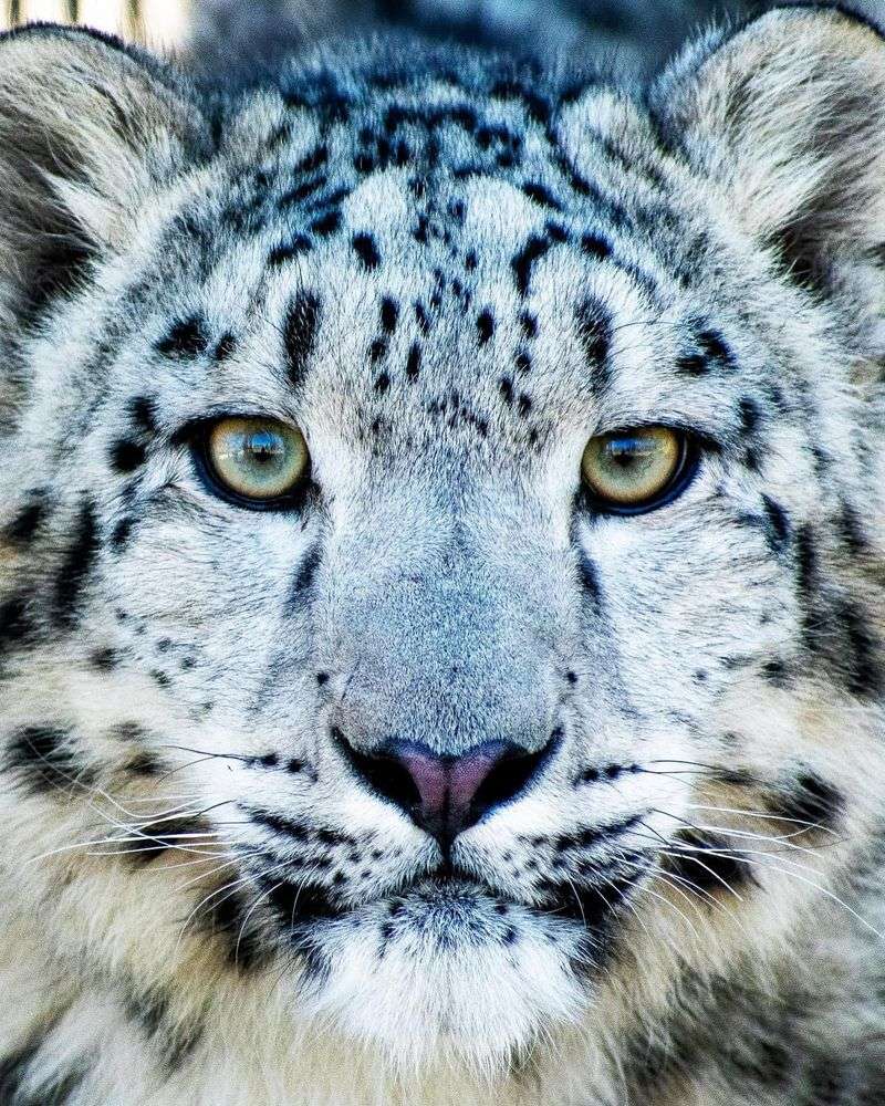 Snow Leopard