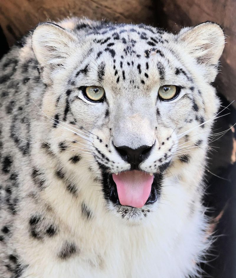 Snow Leopard