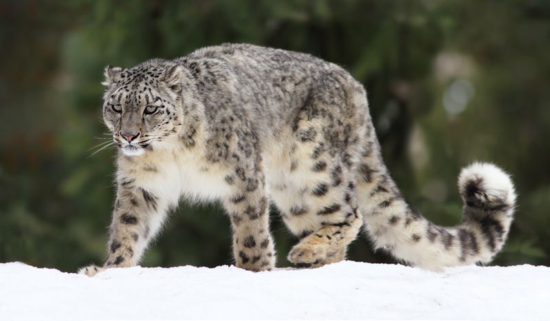 Snow Leopard