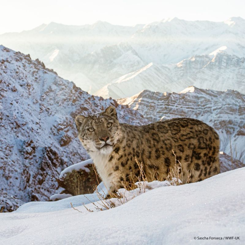 Snow Leopard in the Himalayas