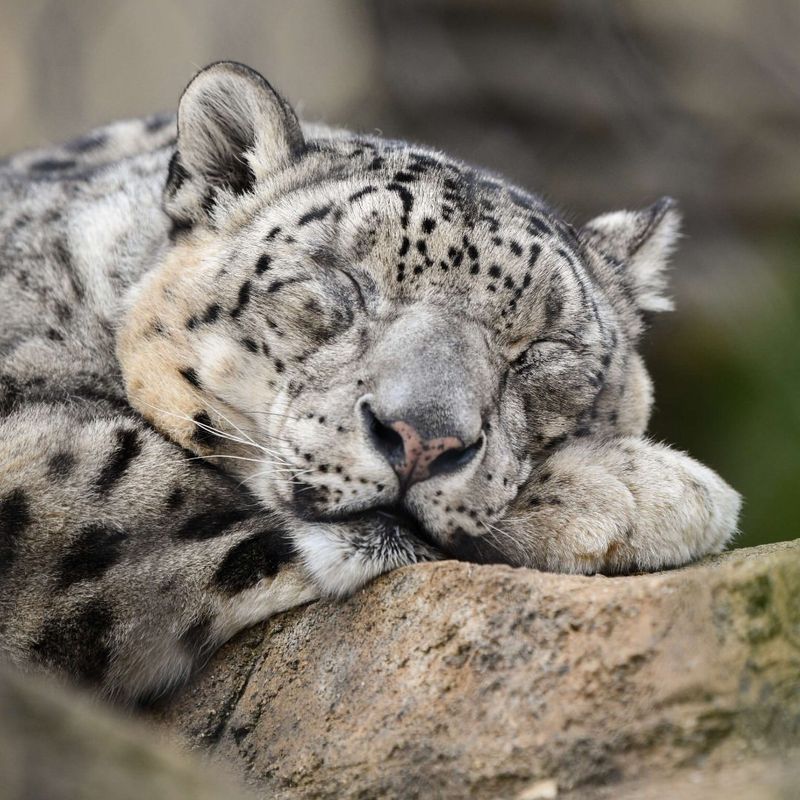 Snow Leopard