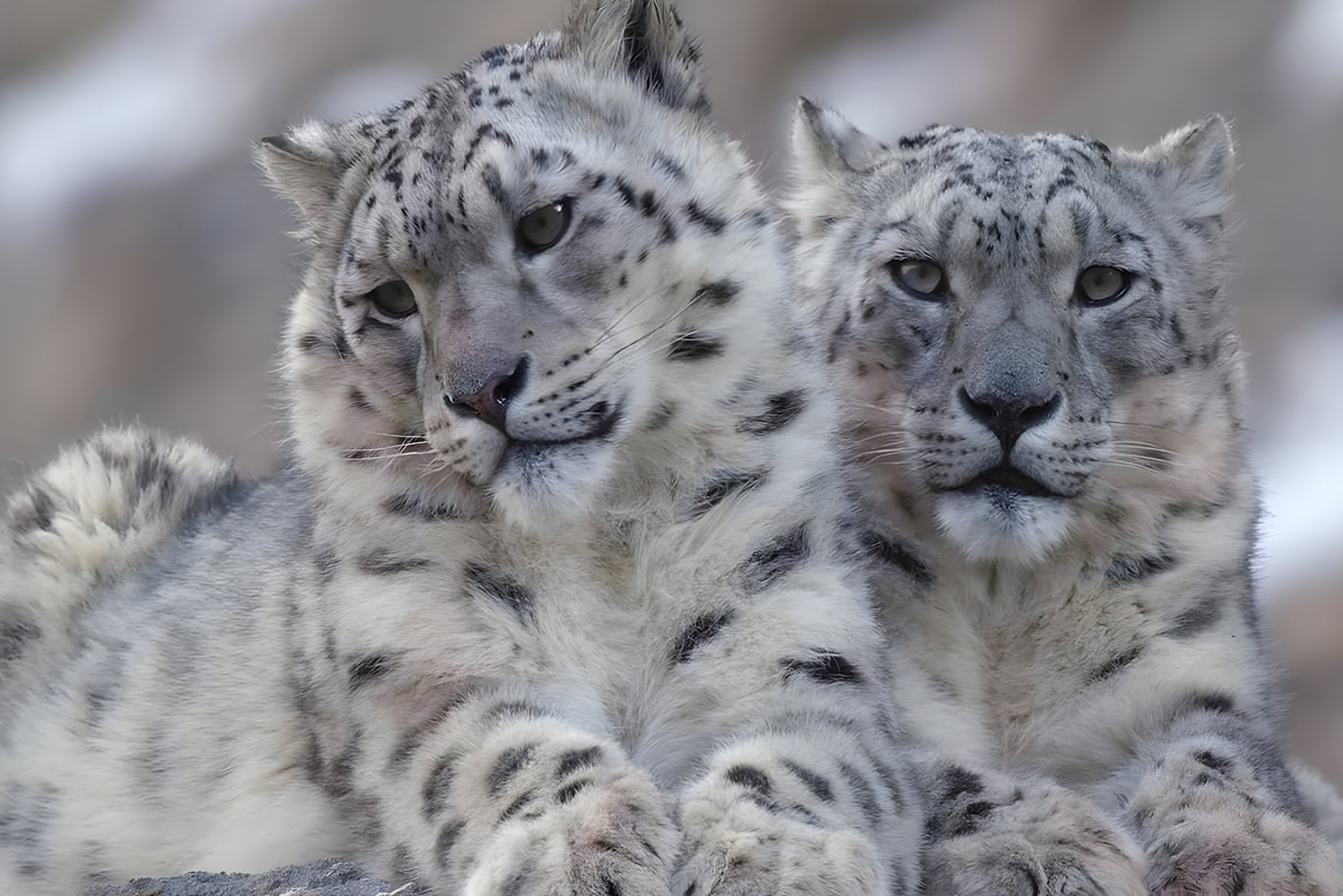 snow leopards