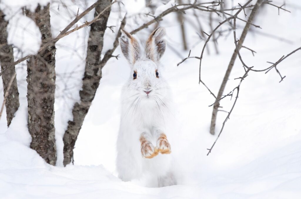 Snowshoe Hare