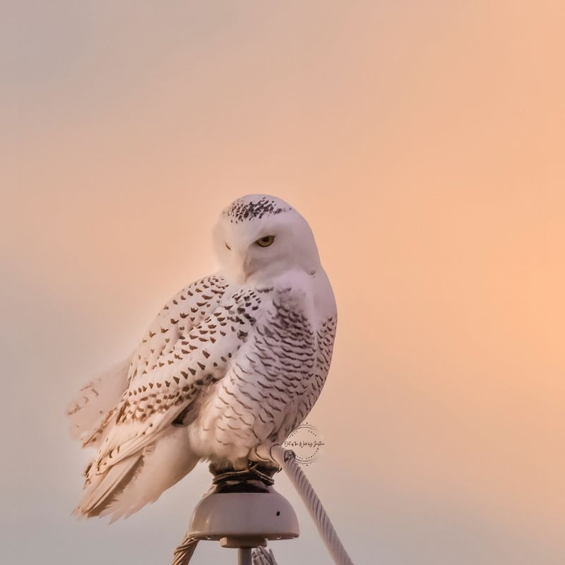 Snowy Owl