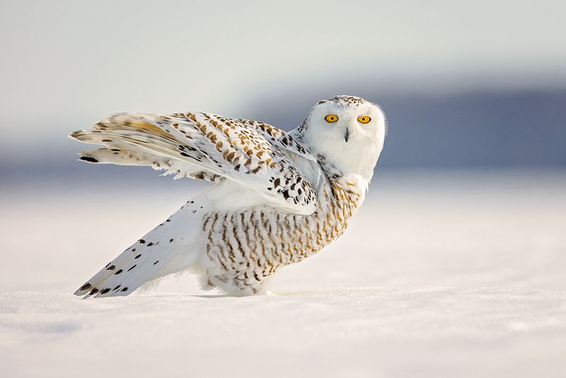 Snowy Owl