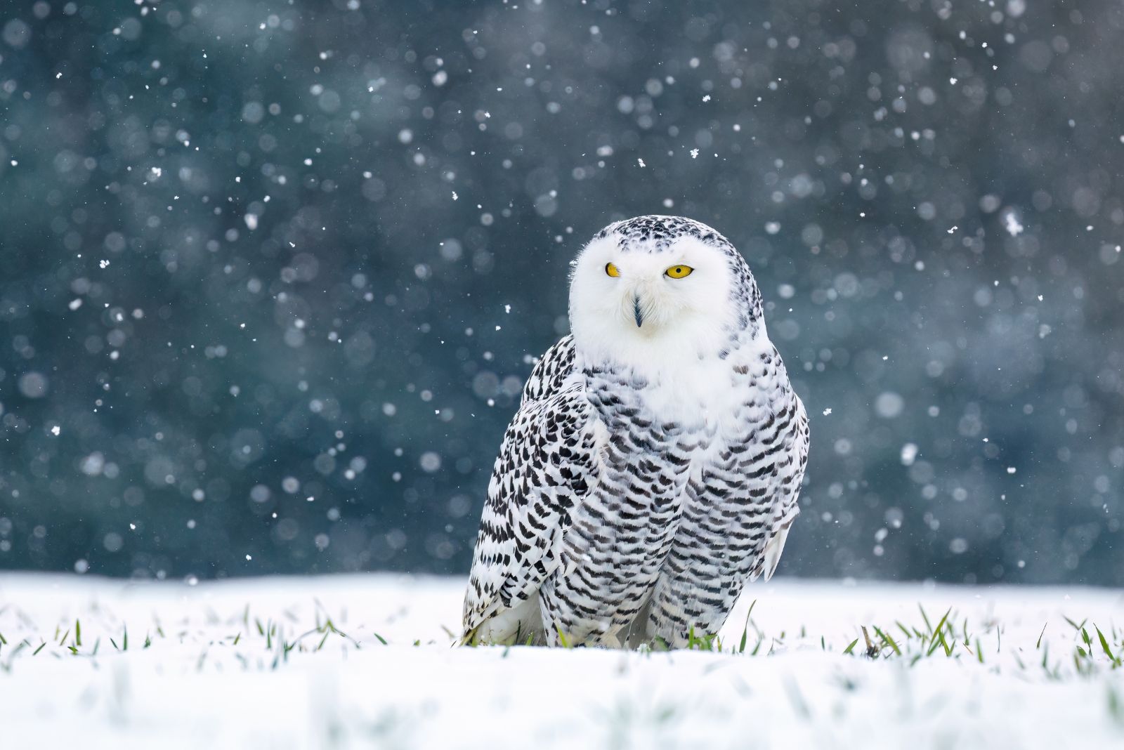 Snowy Owl