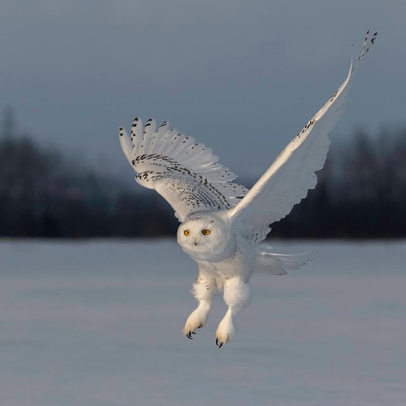 Snowy Owl