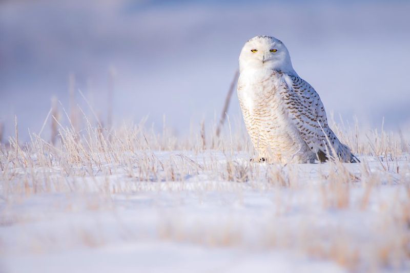 Snowy Owl