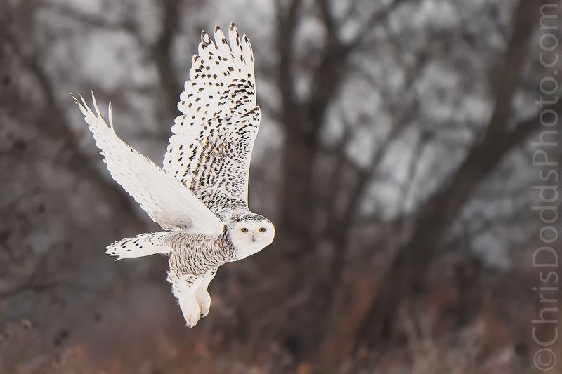 Snowy Owl