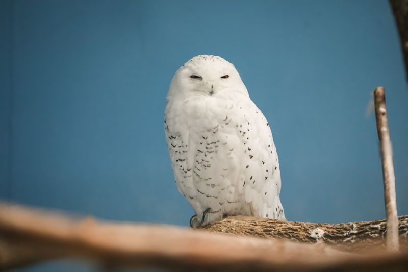 Snowy Owl