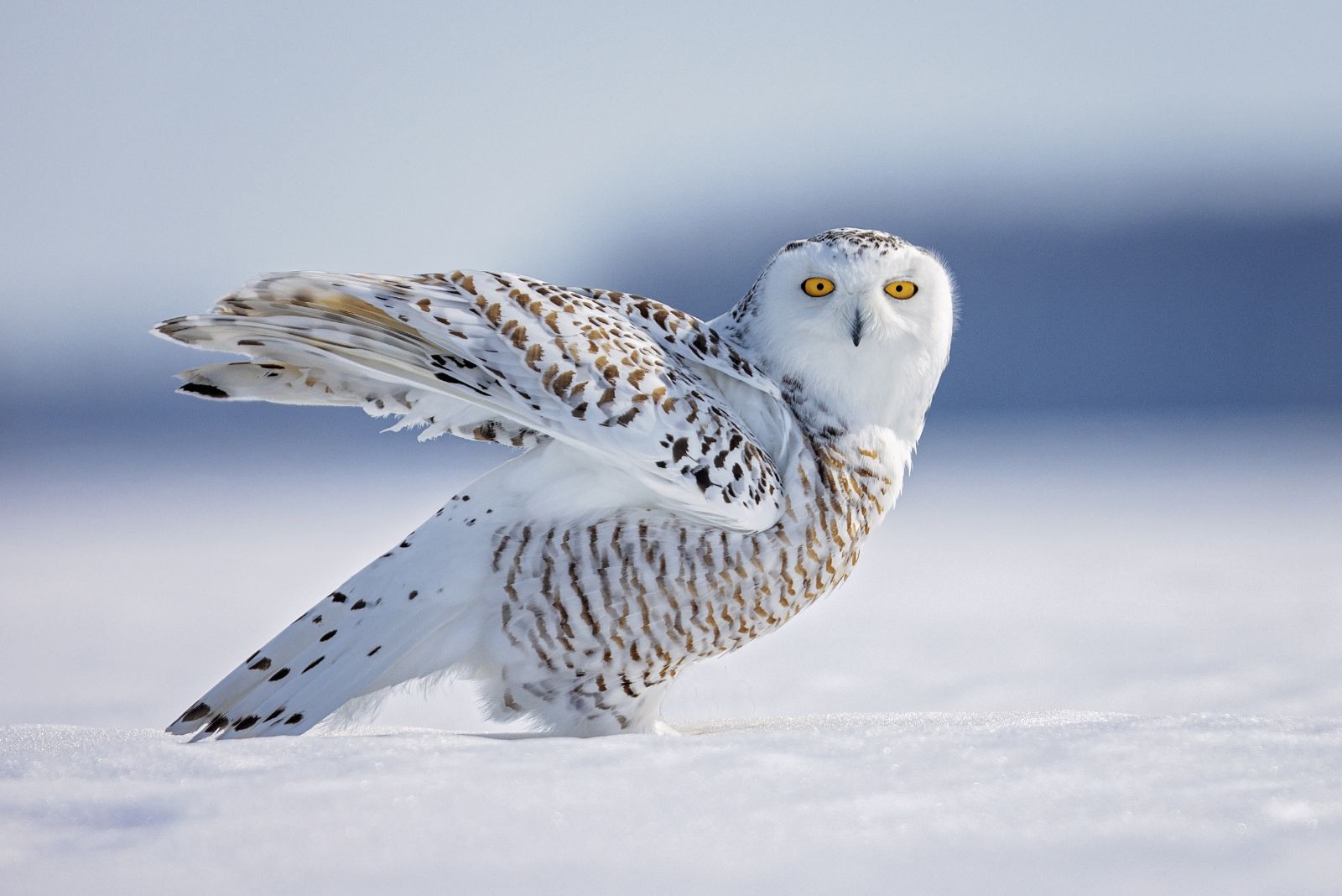 Snowy Owl