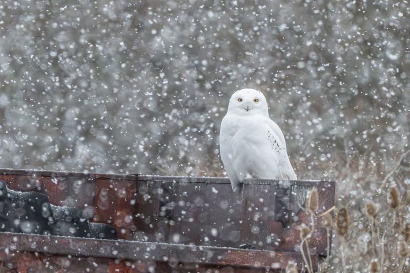 Snowy Owls