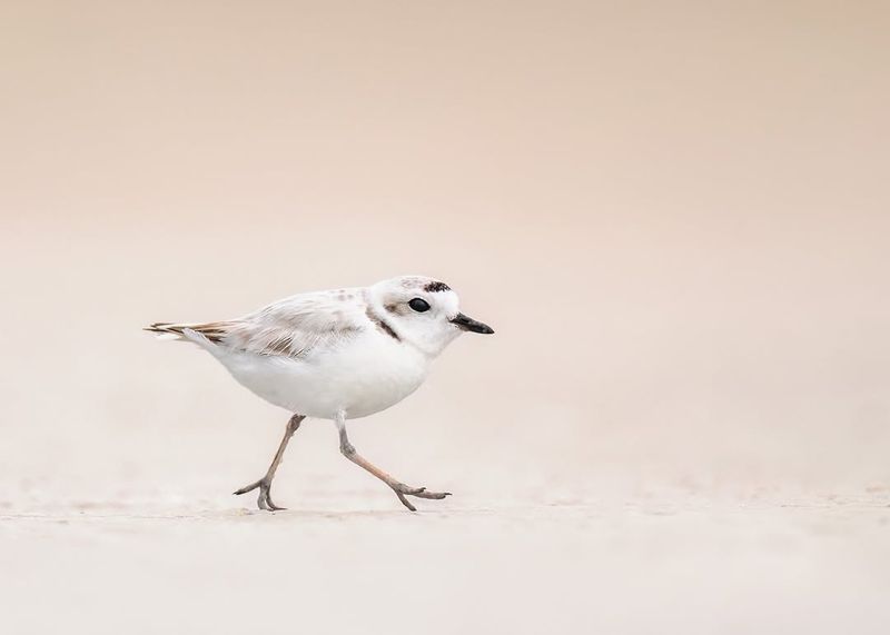 Snowy Plover