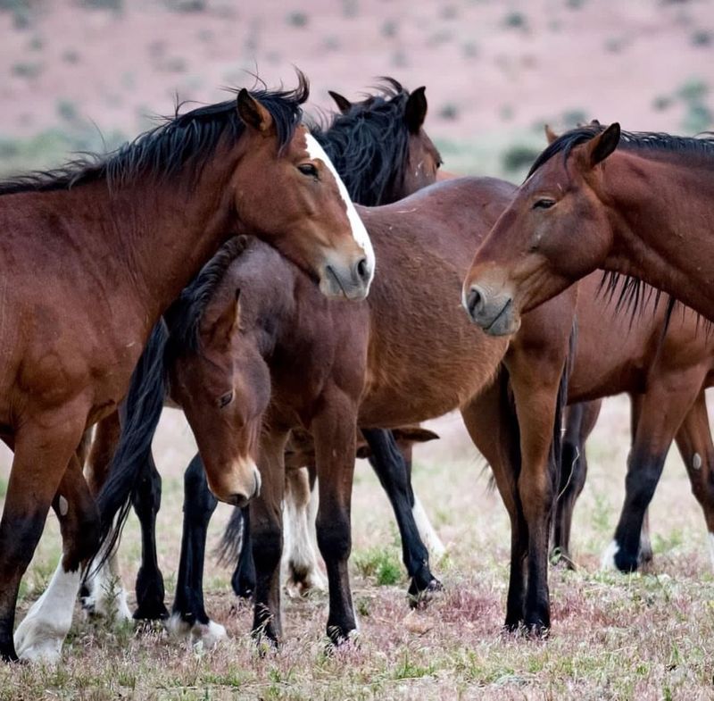 Social Structure and Herd Dynamics