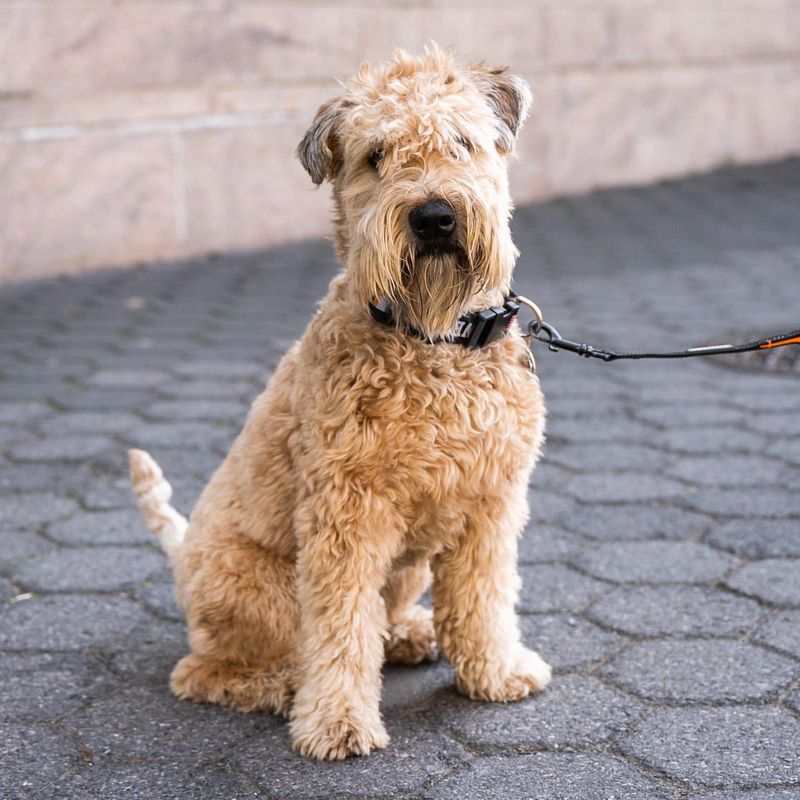 Soft Coated Wheaten Terrier