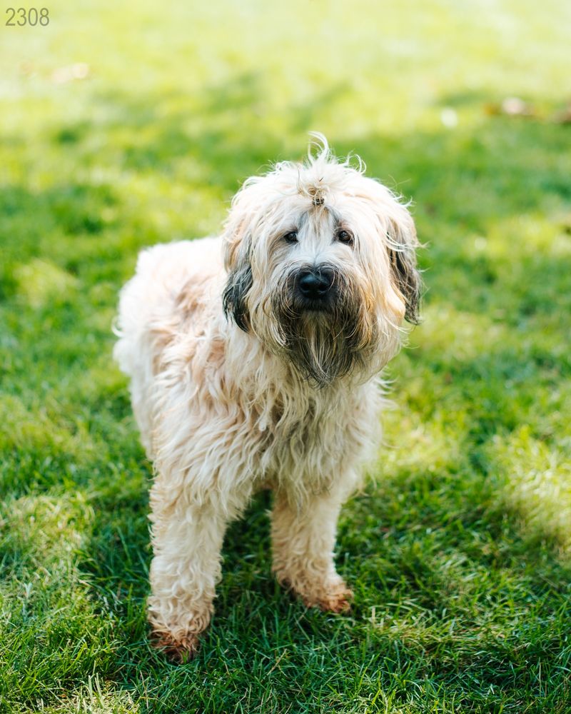 Soft Coated Wheaten Terrier