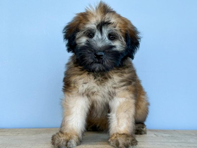 Soft Coated Wheaten Terrier