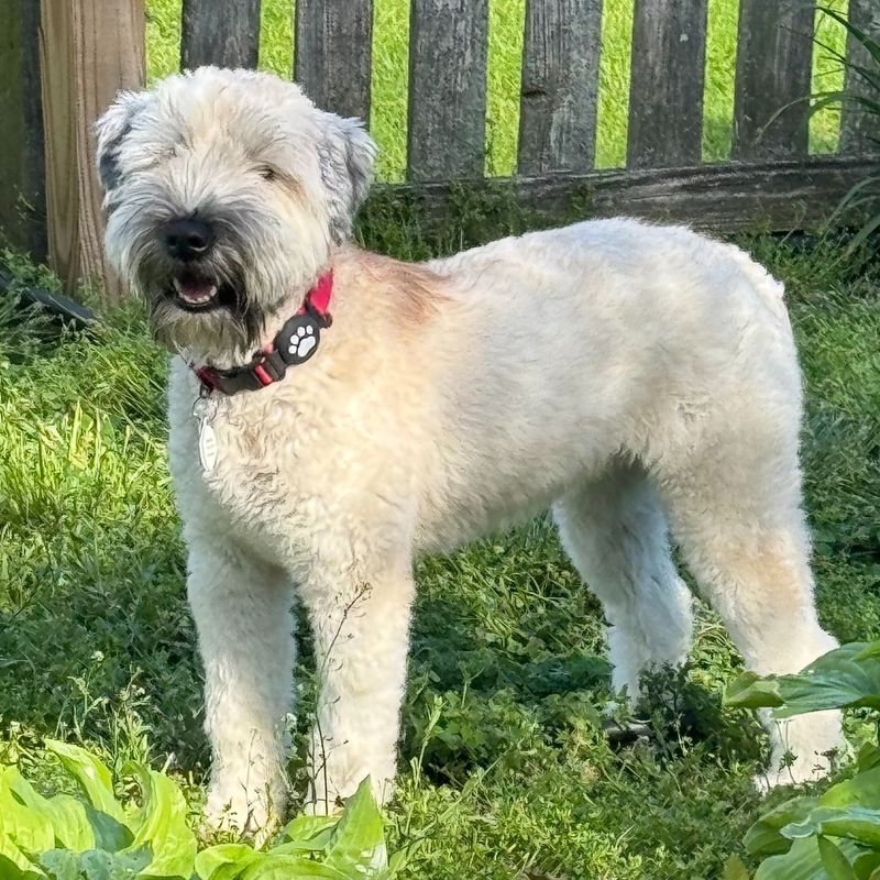 Soft Coated Wheaten Terrier