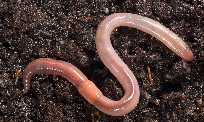 Soil Aeration by Earthworms